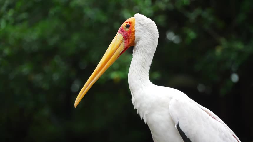 Closeup of a white pelican with a long yellow beak