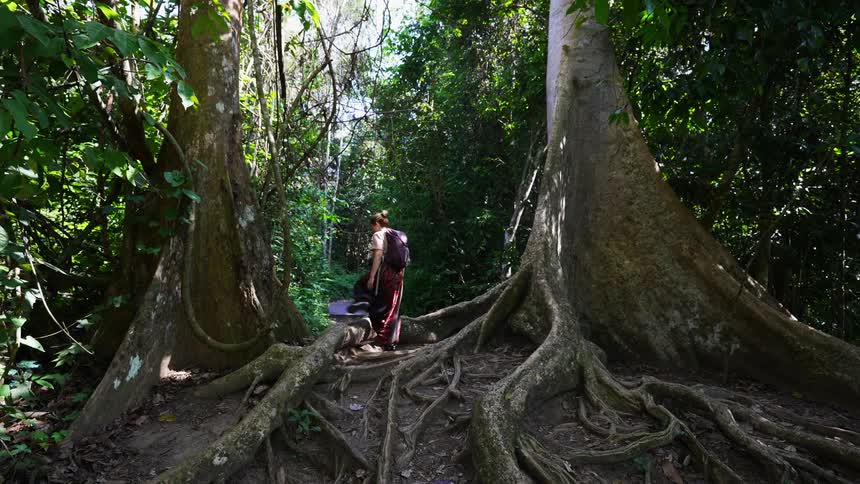 Woman walking along a forest trail past giant tree roots