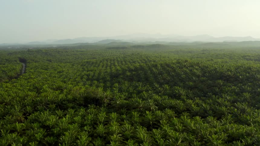 Aerial view of a huge tropical forest