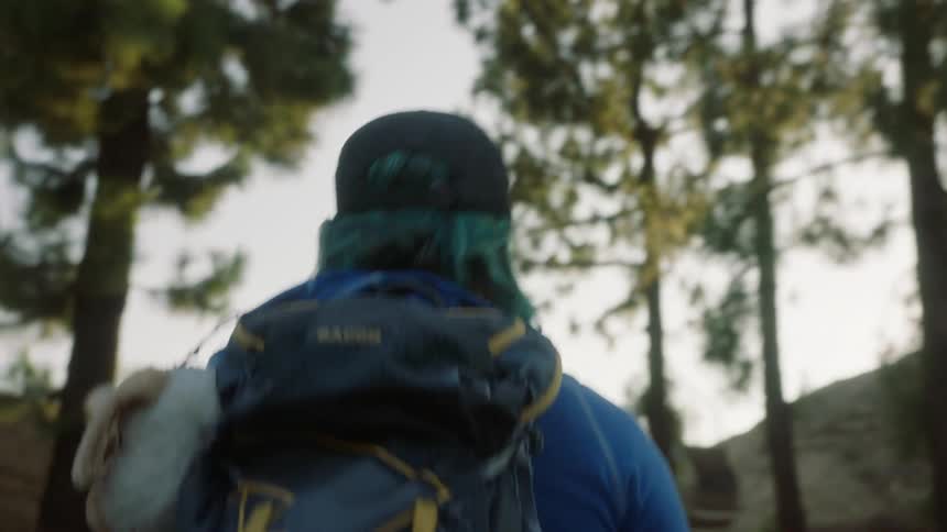 Back view of a person walking along a forest trail