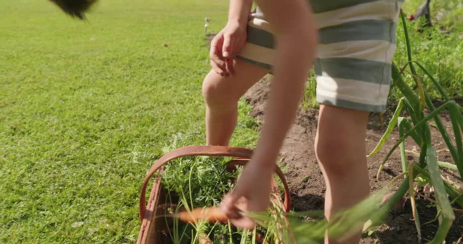 A boy fills a wicker basket with freshly harvested carrots in the backyard
