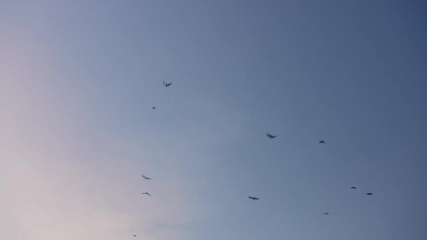 Flock of birds flies through the clouded sky
