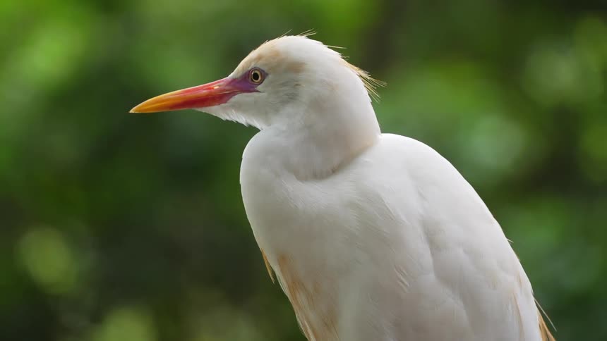 Close up of a white bird with a long beak against a blurred green background