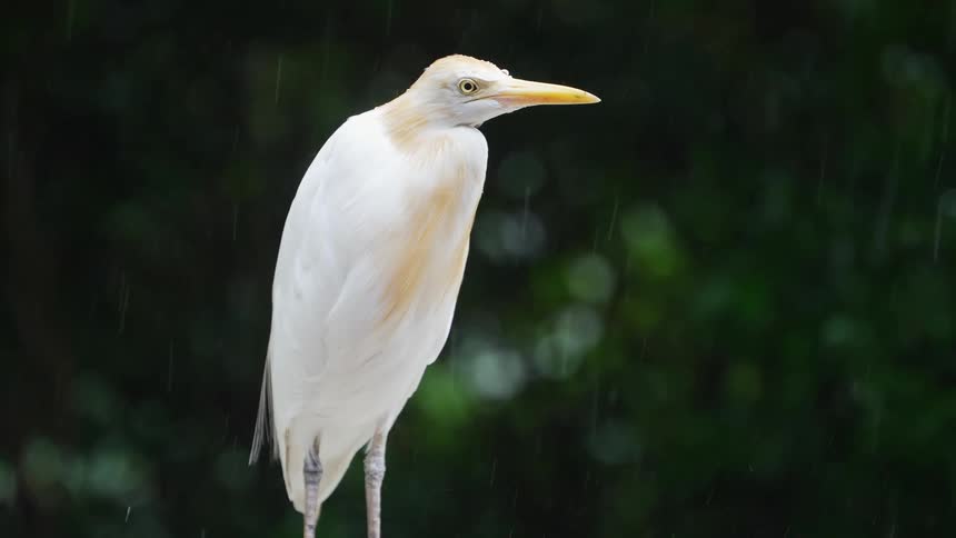 A bird standing in the rain