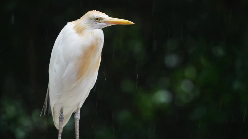 White bird with a yellow beak static on a rainy day