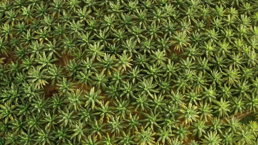 Extreme close up of green leaves of a plant