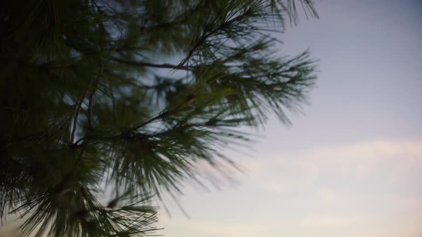 Upward view of tree leaves against a blue and purple sky
