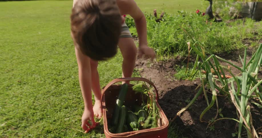 Boys picking vegetables and putting them in a red basket