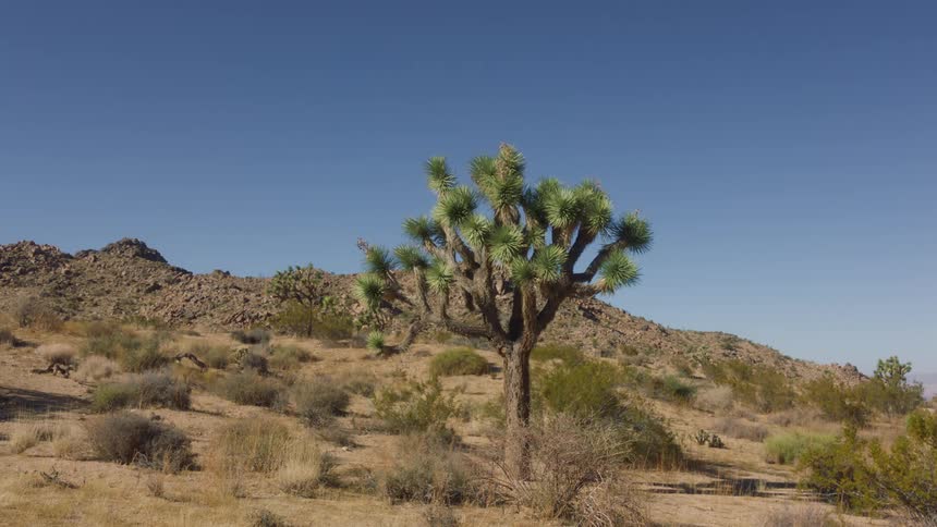 A joshua tree on a desert landscape with rocky terrain and a bright blue sky