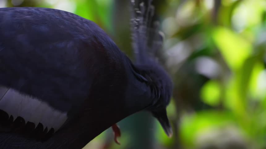 Closeup of an animal with its paws scratching its head highlighting its red eyes