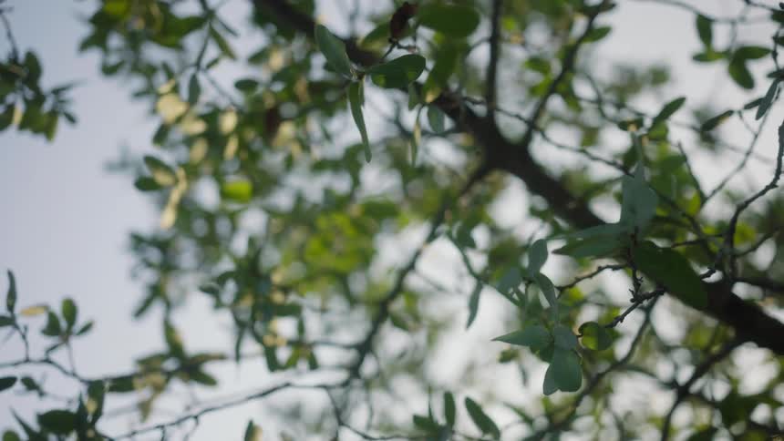 Upward view of green branches and leaves of a tree