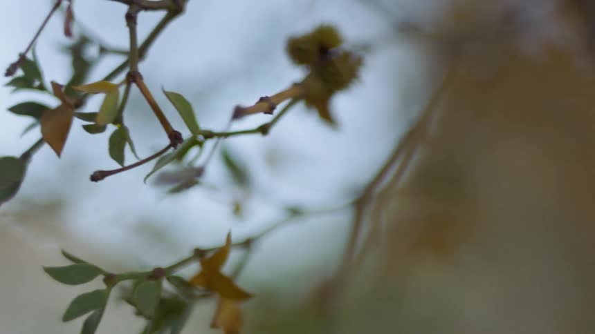 Close up of branches with leaves of a tree