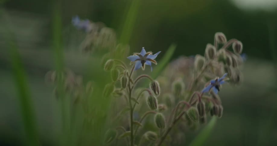 A plant with blue flowers that are open and some are still closed