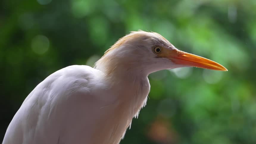 A white bird stands outdoors on a rainy summer day