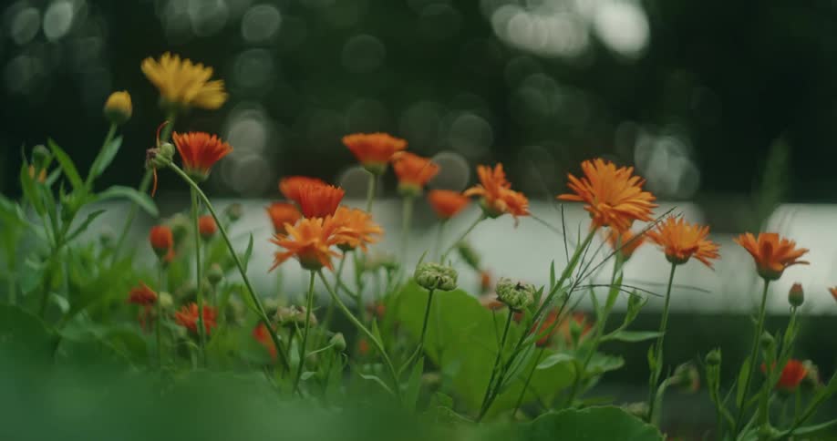 A closeup view of vibrant orange and yellow flowers with a softfocus green background