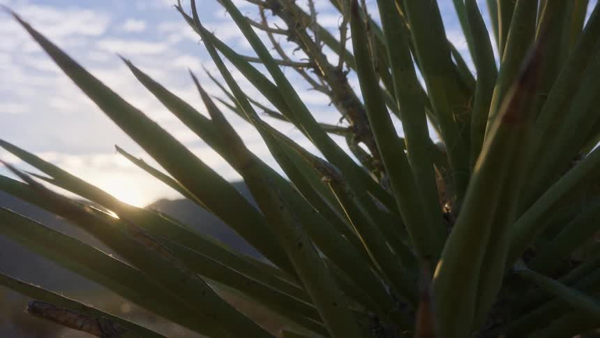 Closeup view of green spiky plant leaves with the sun setting or rising in the background