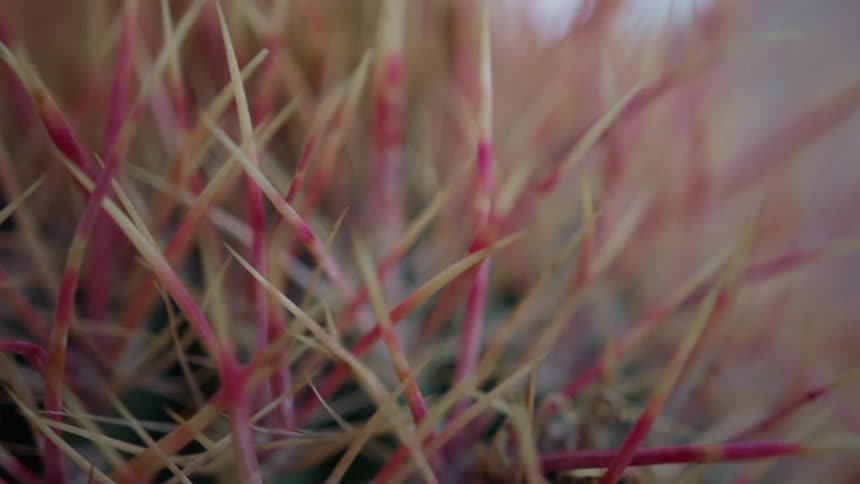 Grass with pink blades grows in nature