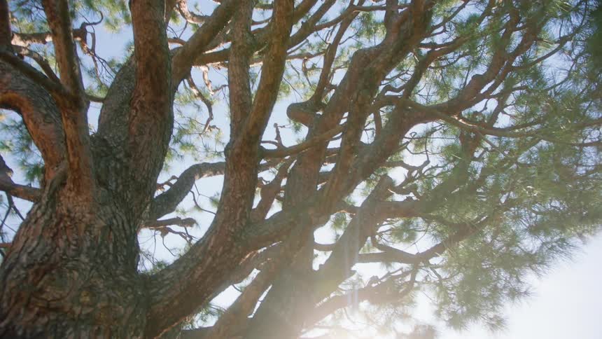 Upward view of a large tree with several trunks