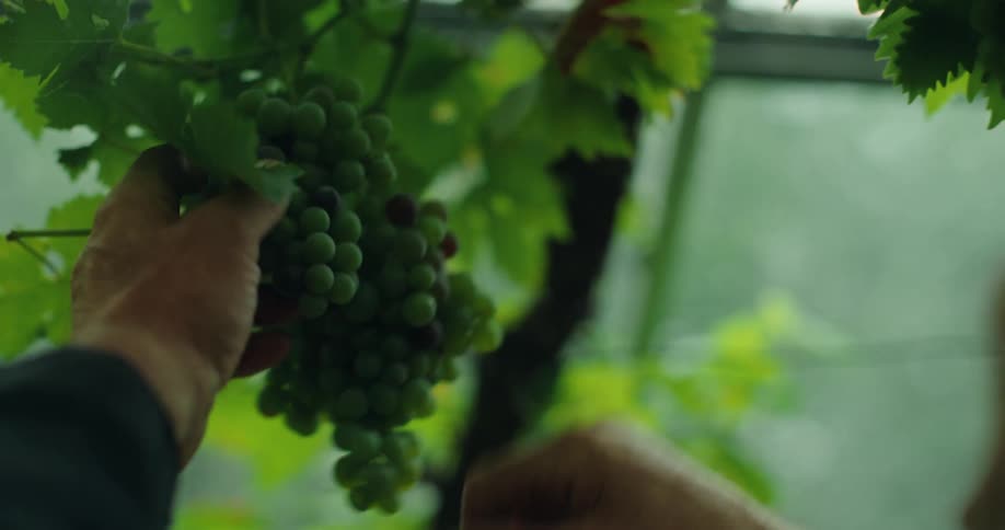 A man tending to a cluster of green grapes hanging from a vine