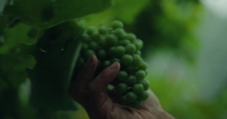 An old hand feeling grapes on a tree for ripeness