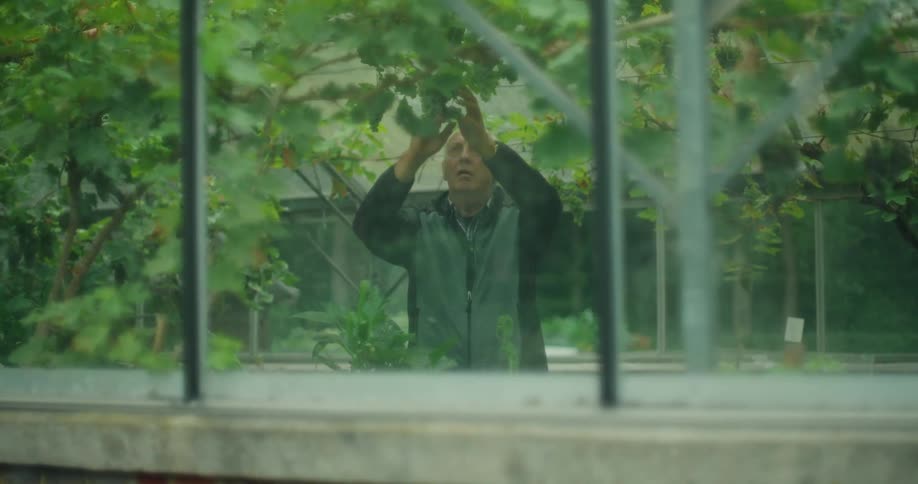 An elderly man pruning a vine inside a greenhouse