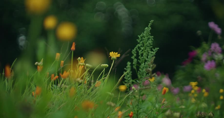 Flowers in bloom in a meadow