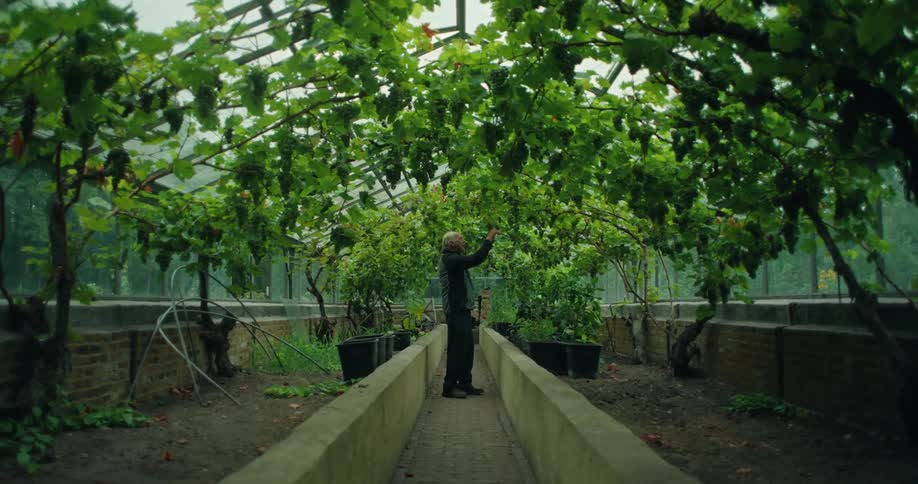 An elderly gardener walking through a greenhouse tending to grape vines