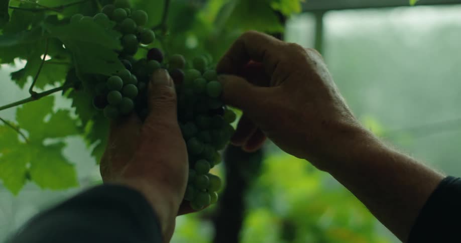 Hands of a man removing rotten fruit from a bunch of grapes