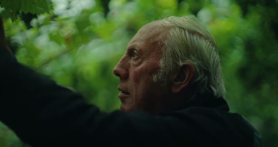 Older man reaches up to tend to a plant in a greenhouse