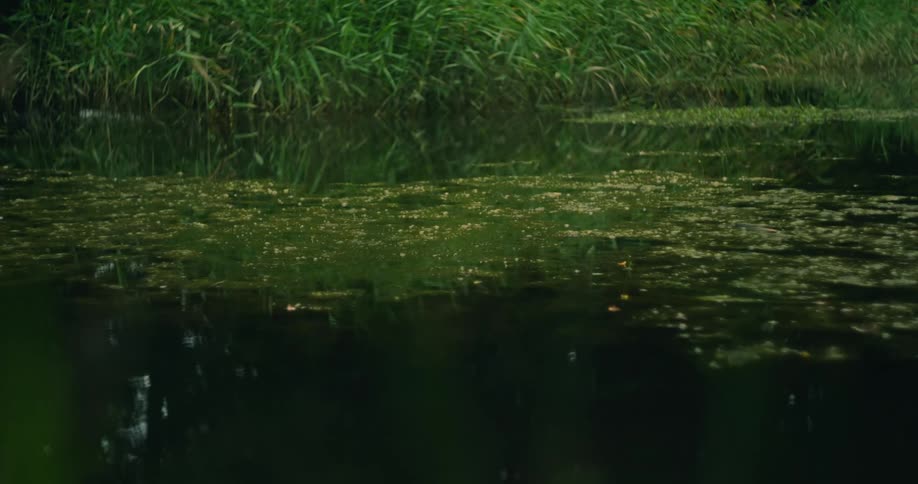 The surface of the water of a swamp with some vegetation on top