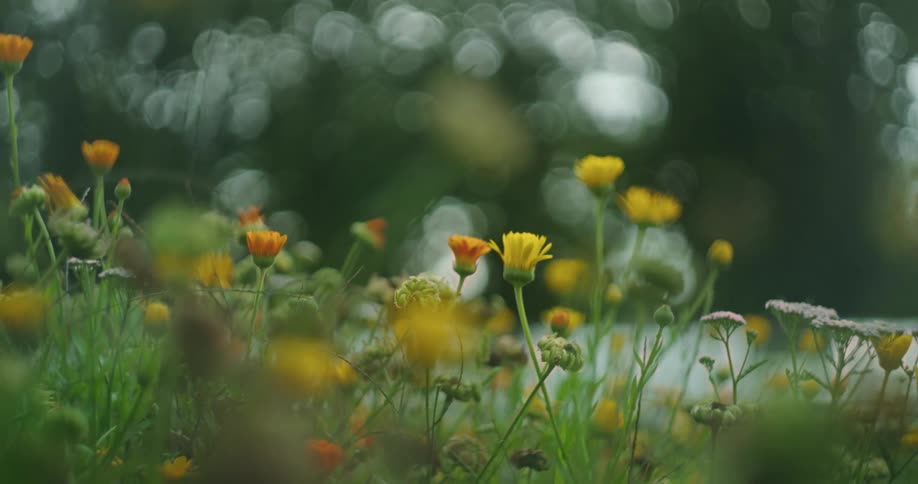 Several orange wild flowers are blooming in a field surrounded by trees