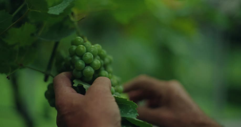 Close up of a mans hands picking grapes out of a bundle of grapes on a vine
