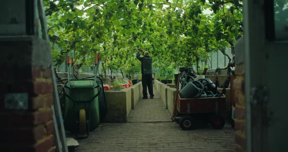 The backside of an elderly man walking through a greenhouse with many grape vines growing throughout