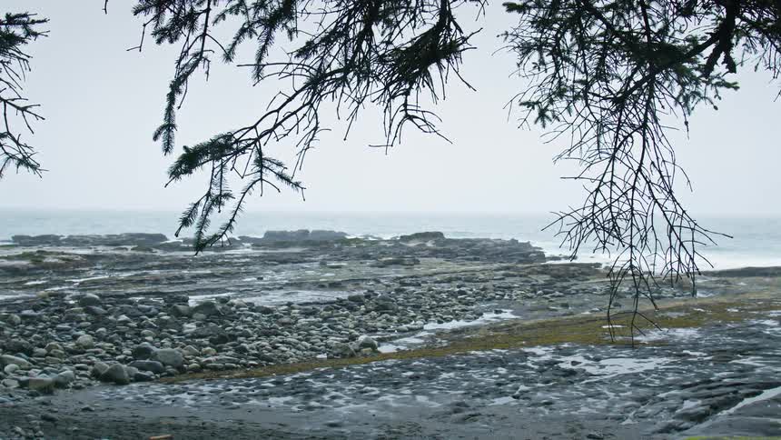 A coast with many rocks and there is a tree in front with some leaves moving because of the wind