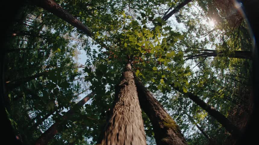 Upward view of a forest with large trunks