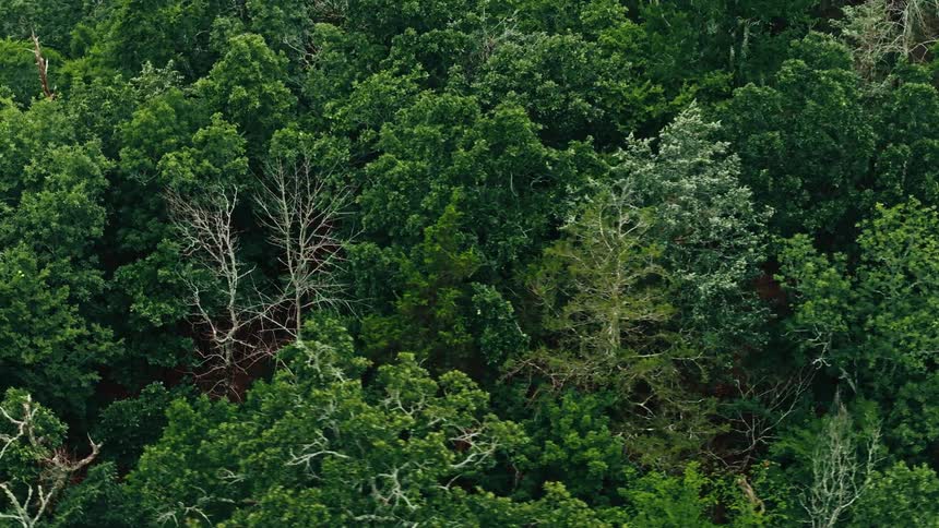 Aerial view of green trees in a forest