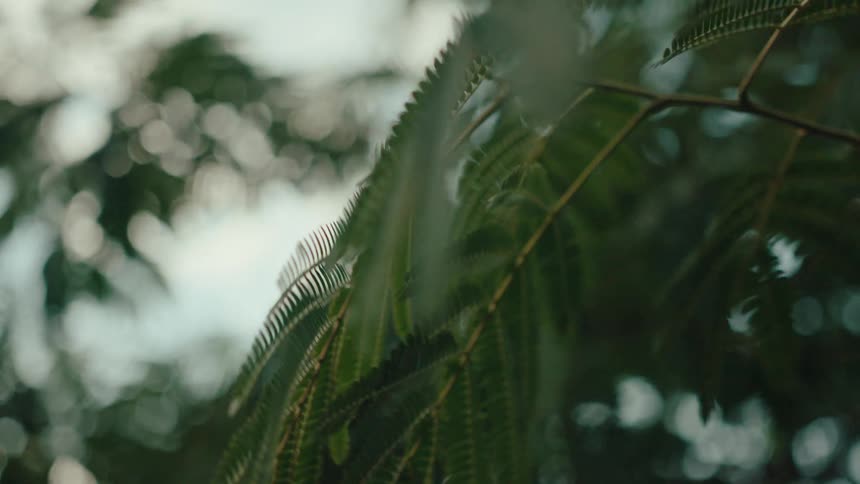 Close up of green leaves of a tree moving through the air