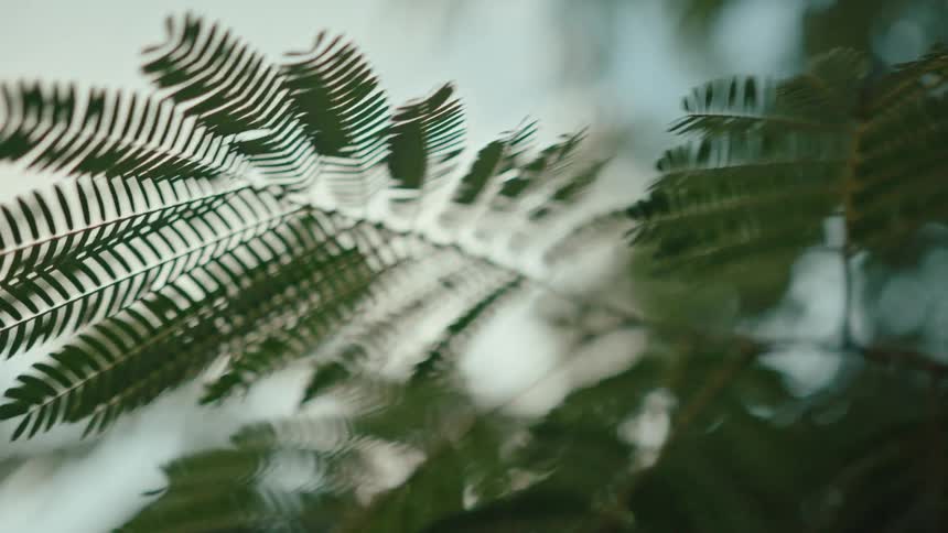 A branch of a small fern plant gently sways in the wind during daytime