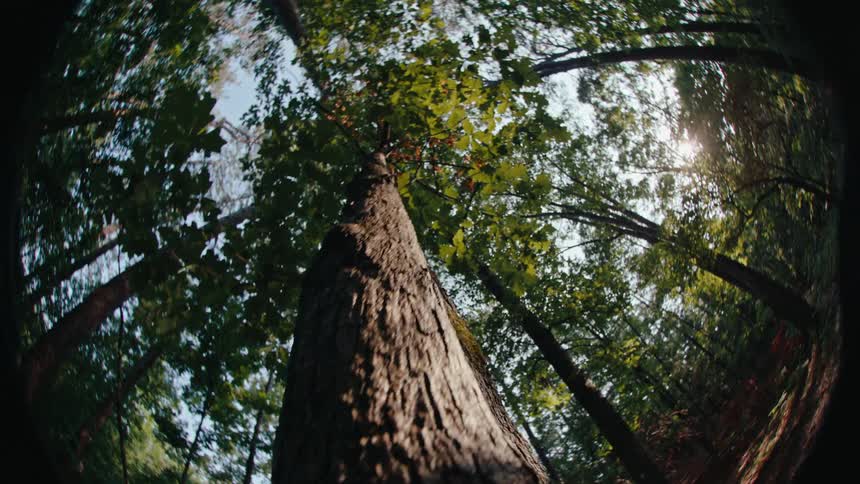 The base of a tree trunk exists underneath and the tree and some orange fruits and green leaves in the middle of a forest