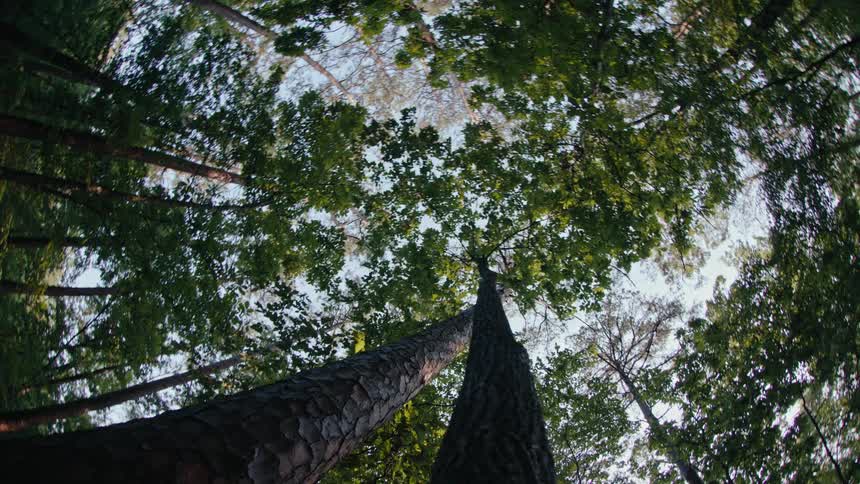 Closeup of the base of tall trees in the forest