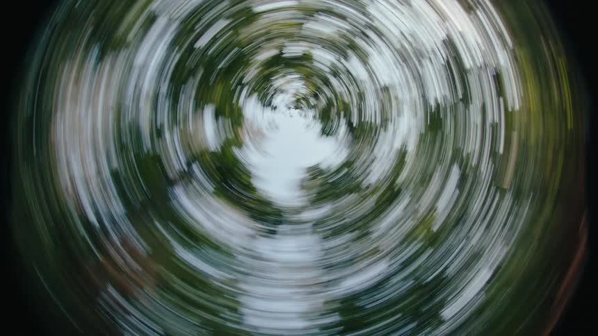 Circular view of upwards trees in a forest
