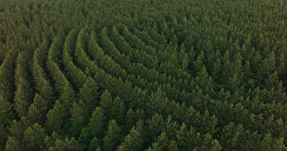Trees form rows in a tree farm near a forest of taller trees