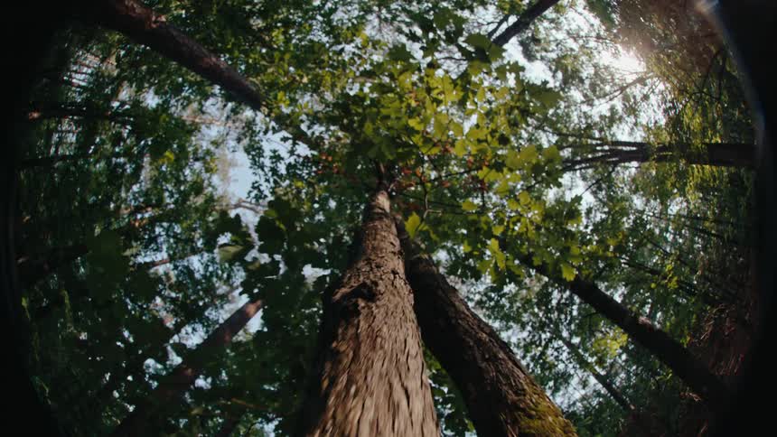 Fisheye closeup of tall trees in the forest on a sunny day
