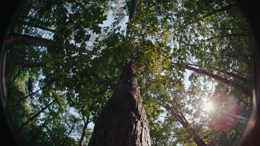 A view of the base of a tree with a thick trunk in a forest