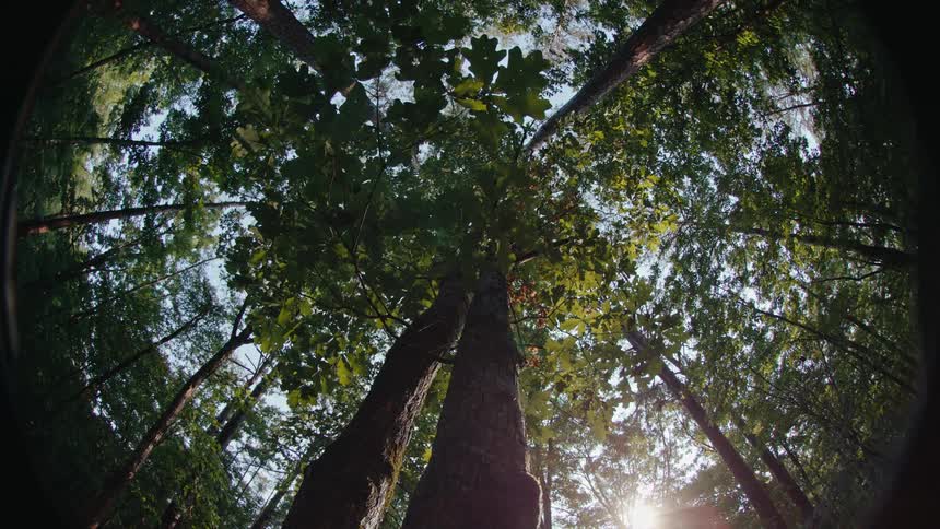 Long tree trunk in a dense forest against a blue sky