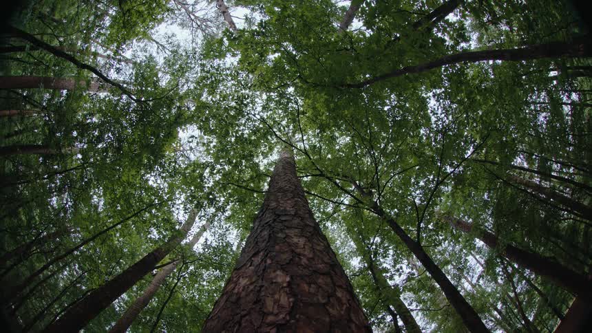 Upward view of a forest with large trees