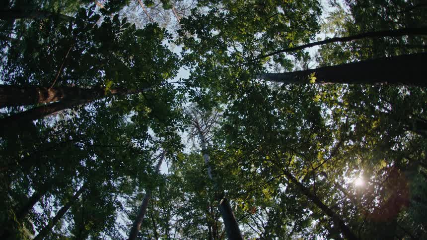 Upward view of a green forest against a blue sky and the reflection of the sun