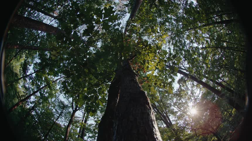 A view from under trees with cracked trunks in a forest and the leaves are green