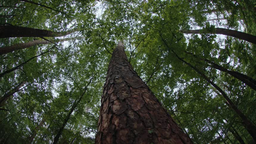 Upward view of a long log in a dense forest