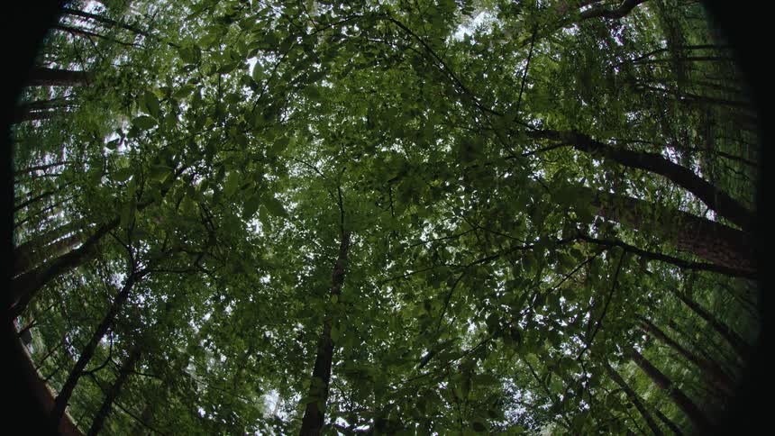 A fisheye view of a dense forest canopy with lush green leaves and tall trees